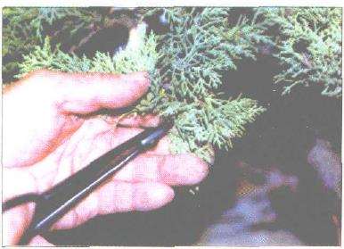 图解 刺柏盆景改型制作的示范表演