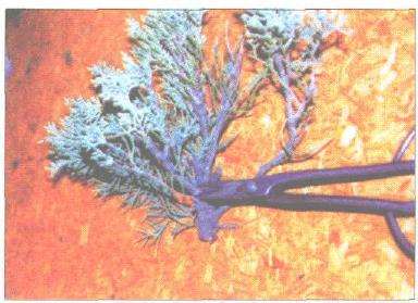 图解 刺柏盆景改型制作的示范表演