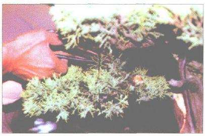 图解 刺柏盆景改型制作的示范表演