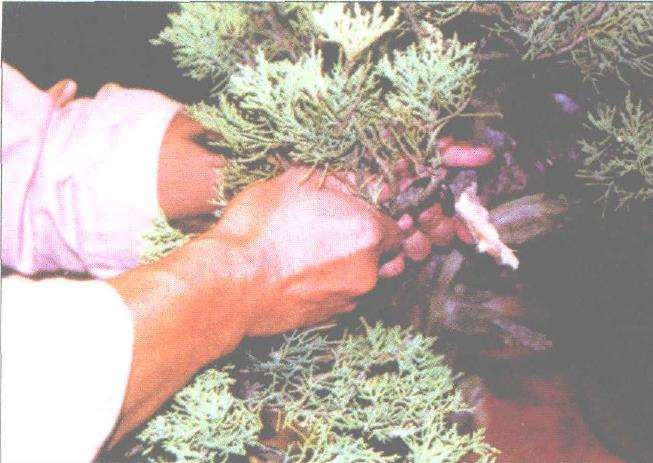 图解 刺柏盆景改型制作的示范表演