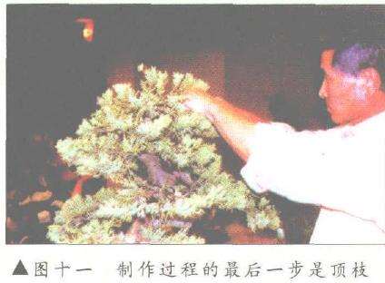 图解 刺柏盆景改型制作的示范表演