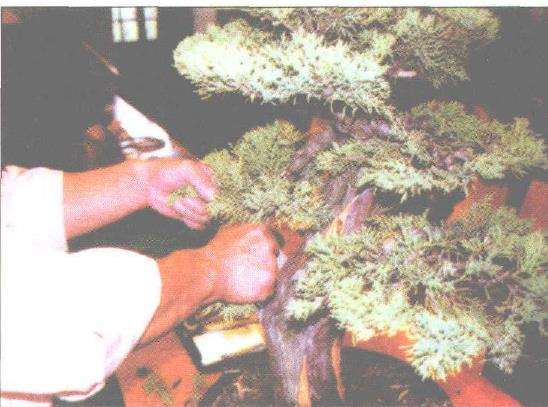 图解 刺柏盆景改型制作的示范表演