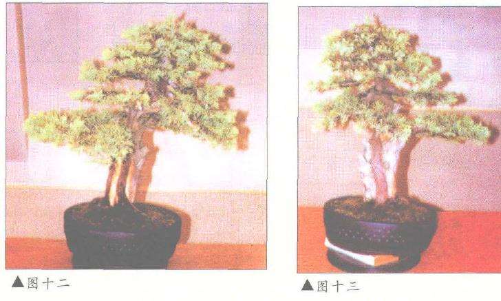 图解 刺柏盆景改型制作的示范表演