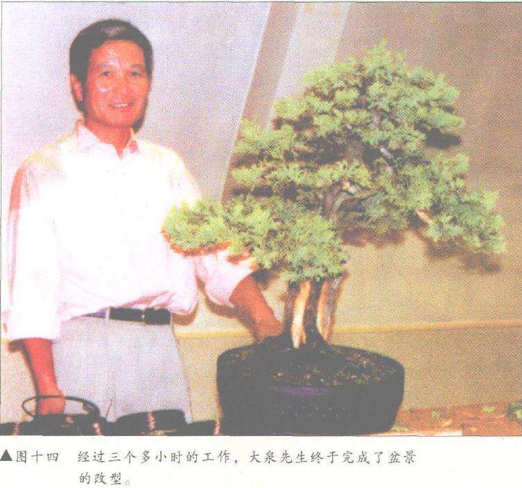 图解 刺柏盆景改型制作的示范表演