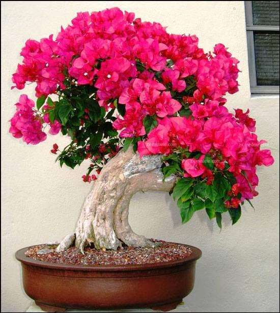 怎样管理才能让三角梅盆景多开花