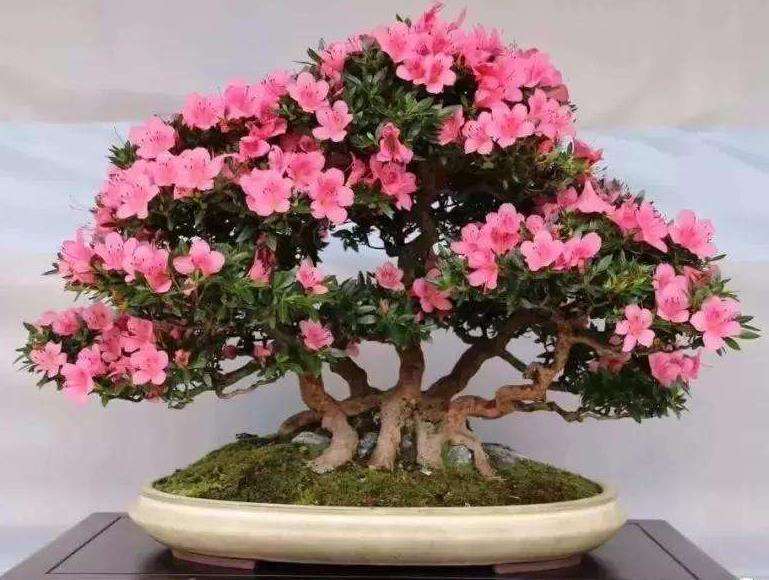 为什么杜鹃盆景桩根的伤口处会变黑