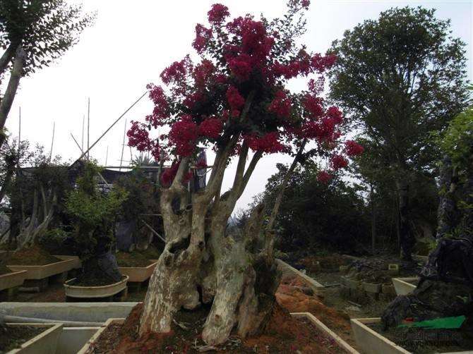 紫薇盆景可在9月份摘叶吗