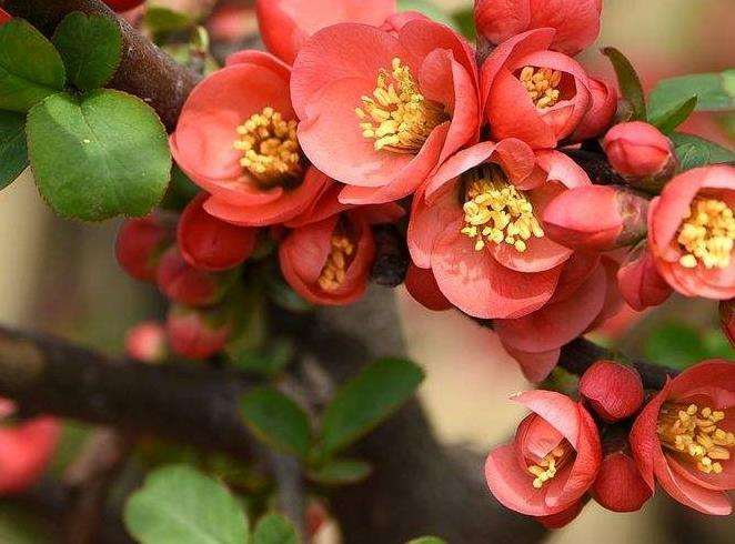 贴梗海棠育成盆景 扦插不成功 肿么办