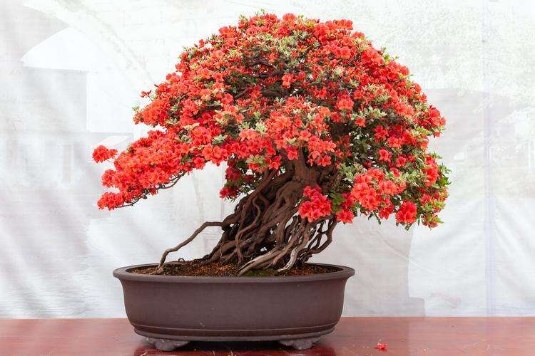 移植大株杜鹃盆景 要注意哪些问题