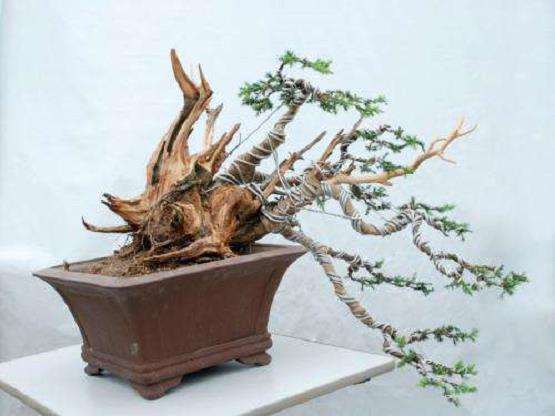 刺柏桩景盆景怎么回缩培育的3个方法