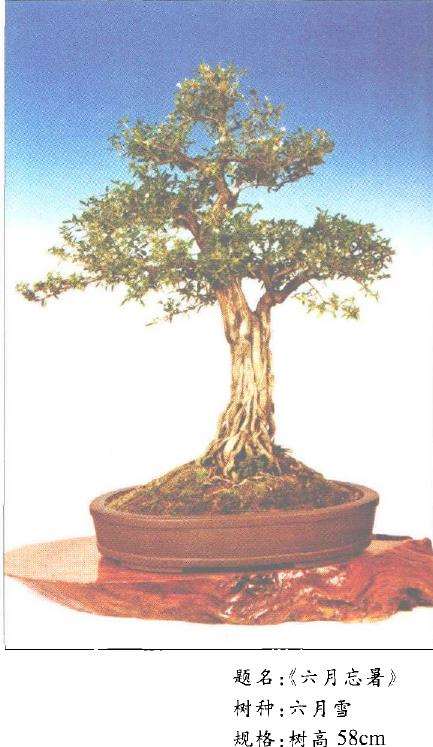 王炘的盆景艺术欣赏 图片