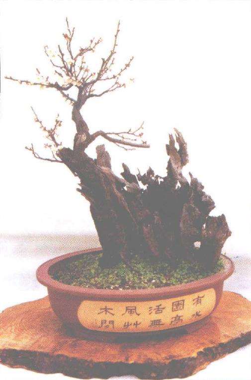 王炘的盆景艺术欣赏 图片