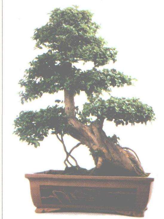 柘木盆景怎么制作养护的3个方法