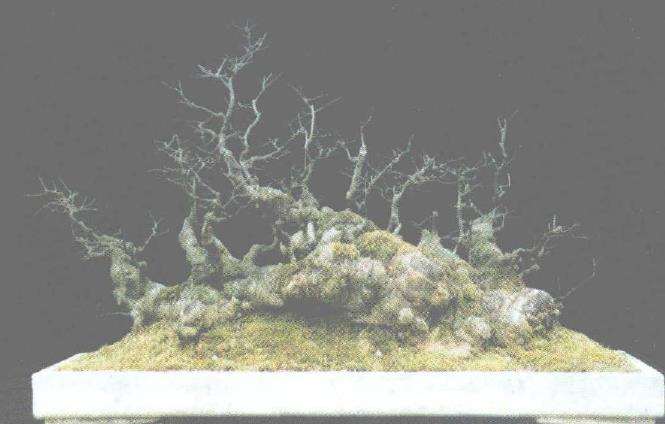 丛林盆景《华林冬榆》的创作过程