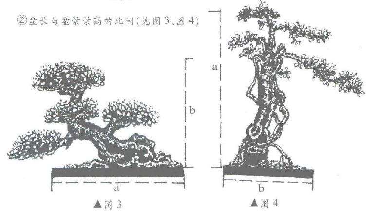 图解 盆景制作怎么黄金分割比的5个方法