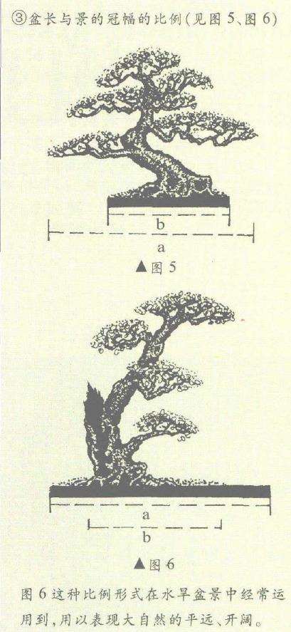 图解 盆景制作怎么黄金分割比的5个方法