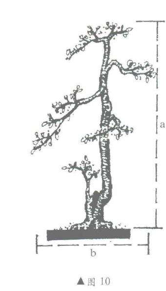 图解 盆景制作怎么黄金分割比的5个方法