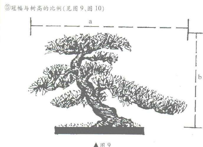图解 盆景制作怎么黄金分割比的5个方法