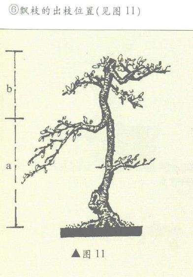 图解 盆景制作怎么黄金分割比的5个方法