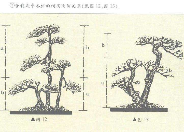 图解 盆景制作怎么黄金分割比的5个方法