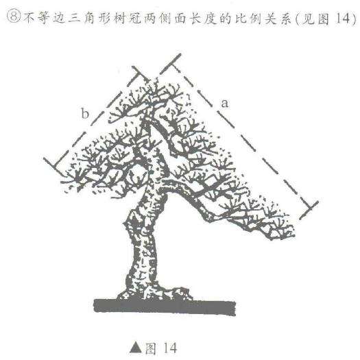 图解 盆景制作怎么黄金分割比的5个方法