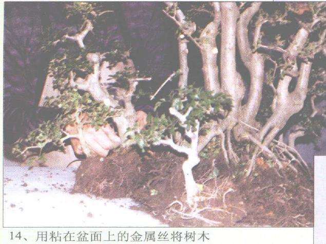 图解 赵庆泉怎么制作水旱盆景的过程