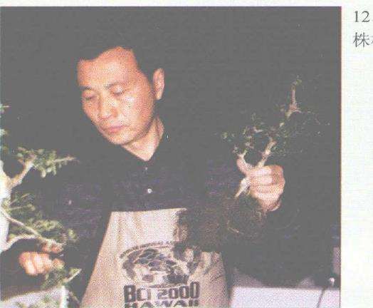 图解 赵庆泉怎么制作水旱盆景的过程