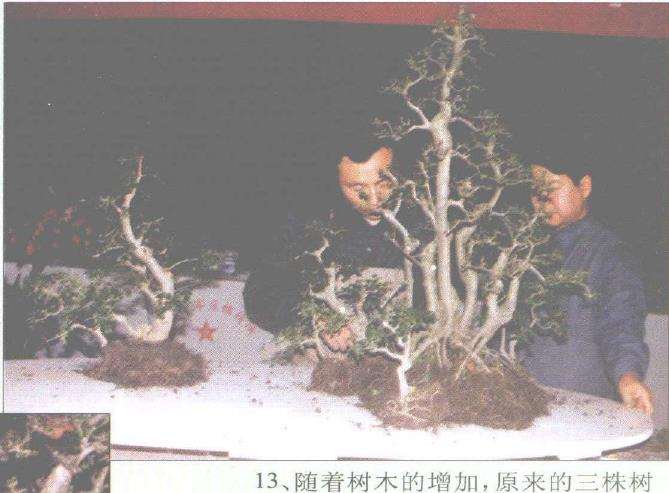 图解 赵庆泉怎么制作水旱盆景的过程