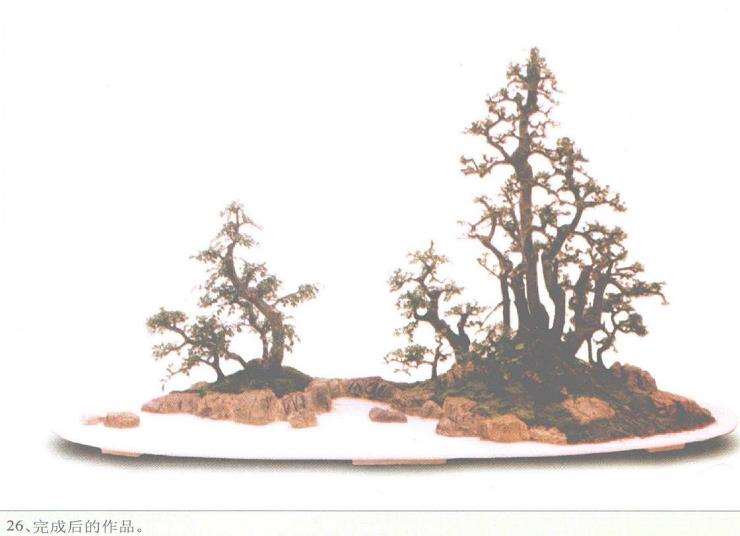 图解 赵庆泉怎么制作水旱盆景的过程