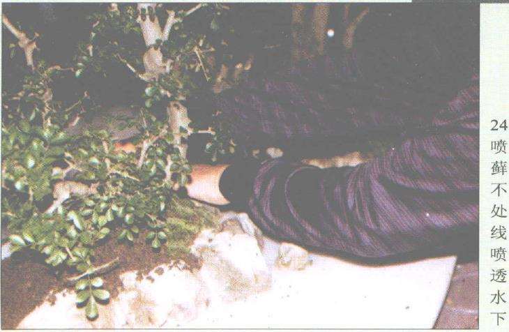 图解 赵庆泉怎么制作水旱盆景的过程