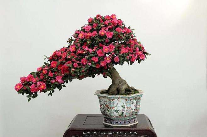 我们全家去上海植物园看盆景花展