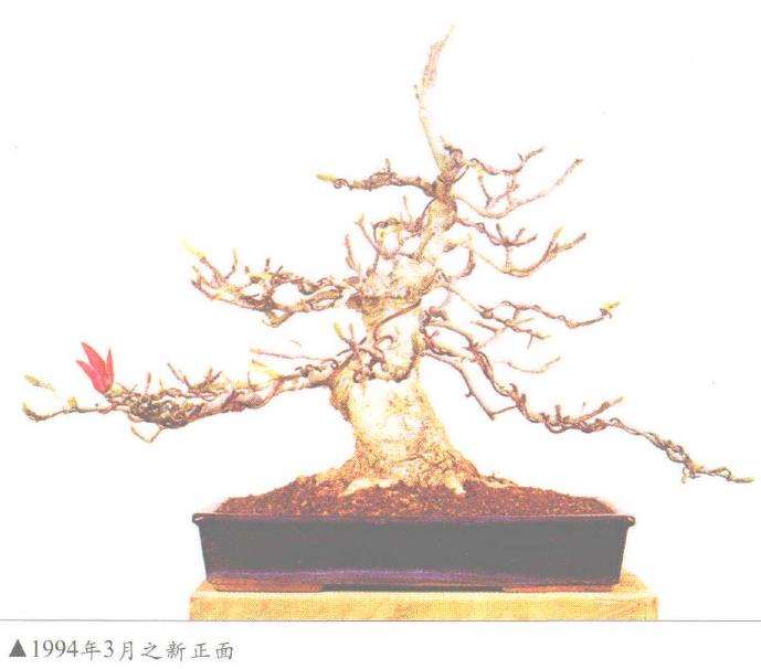 紫玉兰盆景怎么养护的5个方法