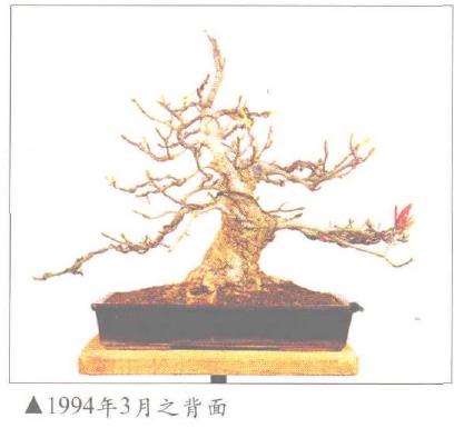 紫玉兰盆景怎么养护的5个方法