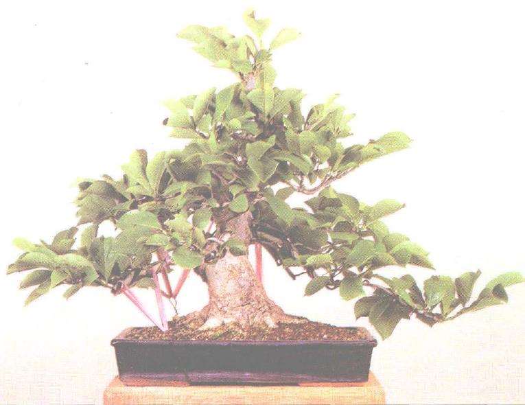 紫玉兰盆景怎么养护的5个方法