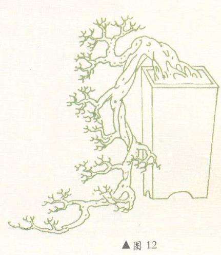 图解 对盆景悬崖式怎么枝托定位的方法
