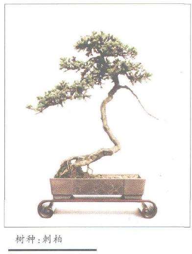 刘荣森先生于盆景创作无所不及