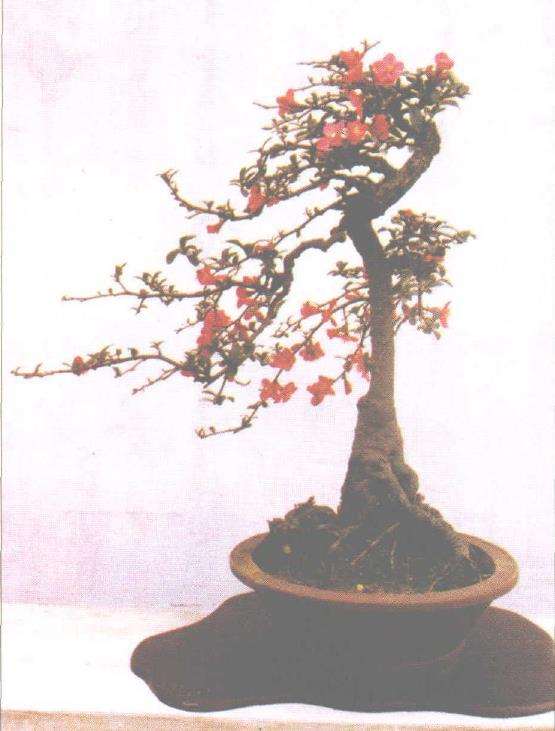 刘荣森先生于盆景创作无所不及