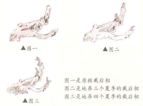 法无定式的榆树盆景 设计图