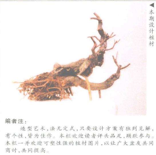 笔者设计为双干风动式造型盆景 图片