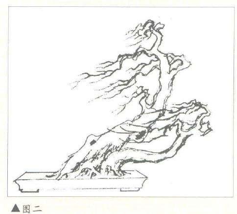 大树型盆景怎么造型设计的2个方法