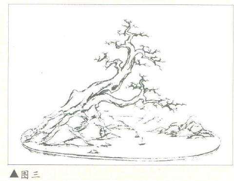 大树型盆景怎么造型设计的2个方法