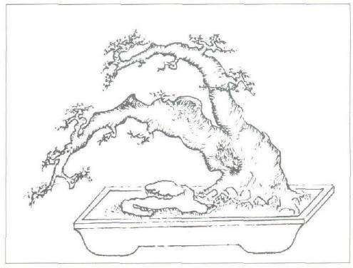 笔者拟将采取4个步骤 打造此盆景的未来