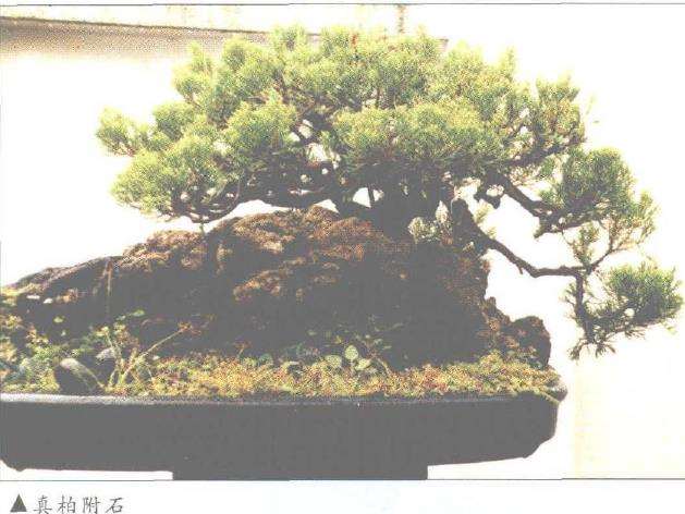 记马来西亚盆景艺术家 黎农生 图片