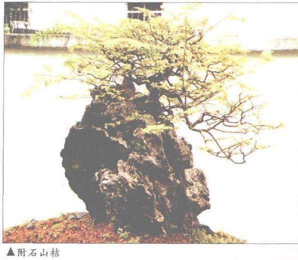 记马来西亚盆景艺术家 黎农生 图片