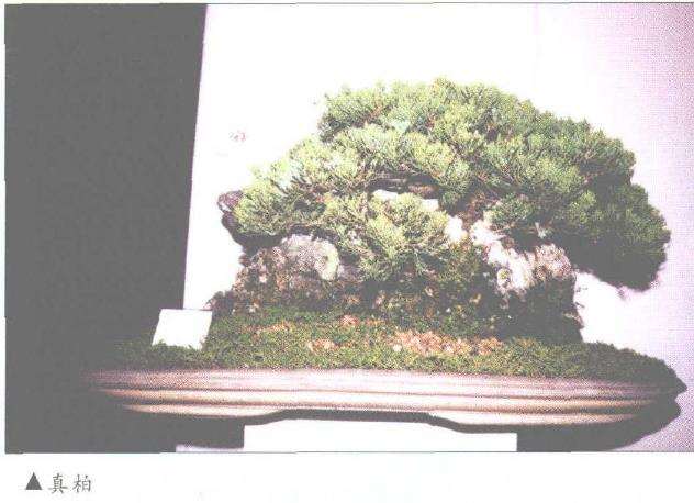 记马来西亚盆景艺术家 黎农生 图片