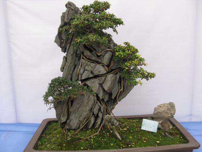 2009年中国常州春季盆景奇石展销会