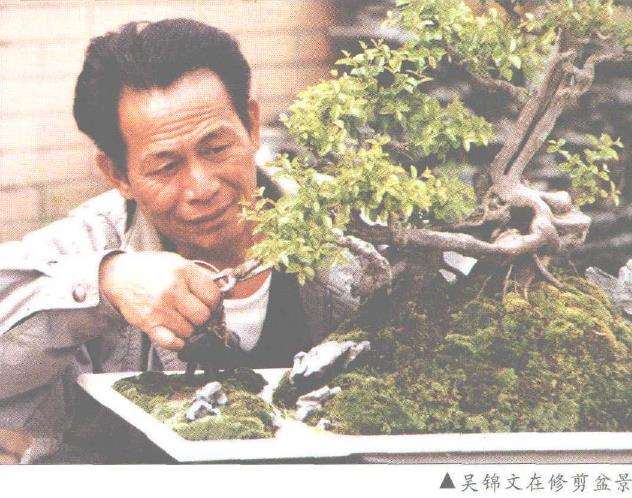 汕头盆景会员 退休后全身心地投身于盆景事业