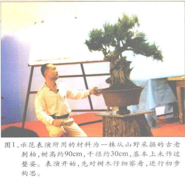 图解 郑诚恭怎么丝雕柏树盆景的25个步骤