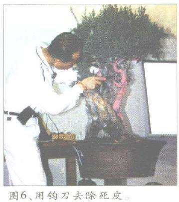 图解 郑诚恭怎么丝雕柏树盆景的25个步骤