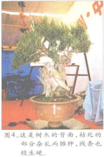 图解 郑诚恭怎么丝雕柏树盆景的25个步骤